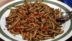 Pokrm z červů. Doktorka Marie Borkovcová z brněnské Mendelovy lesnické a zemědělské univerzity je jednou z nejvýraznějších osobností při propagaci tzv. Entomofágie - využití v jedlého hmyzu v lidském jídelníčku.