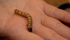 V praské ZOO mohli lidé ochutnat hmyz.