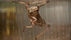 V praské ZOO mohli lidé ochutnat hmyz.