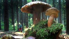 Hřib dubový (uprostřed) a hřiby hnědé, zvané též suchohřiby v lese poblíž Svatého Kopečku u Olomouce.