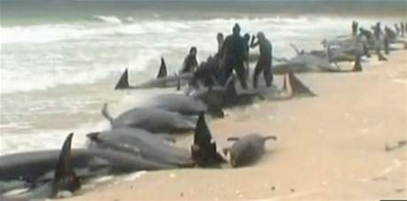 Na novozélandské plái uhynulo 58 uvízlých velryb, 15 zatím ije