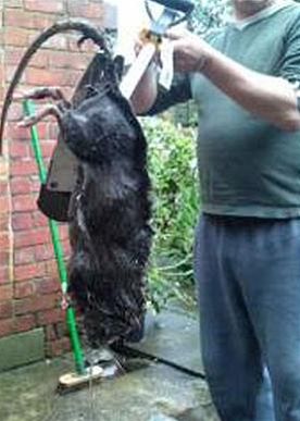 Zastřelená obří krysa 'ratzilla' v Anglii
