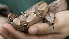 Malajsijci se otevel na letiti kufr s 95 hady, kter paoval 
