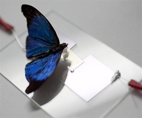 'Zátěžový test' - motýl testuje citlivost umělé kůže, kterou vyvinuli američtí vědci.