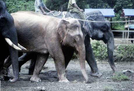 V Barmě chytili vzácného bílého slona. Slibuje to prý mír a prosperitu