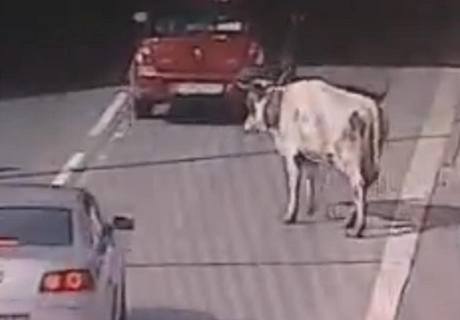 Kráva se na Slovensku procházela v dálniním tunelu Branisko.
