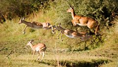 Antilopy impala pi úprku 