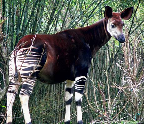 Okapi, pralesní irafa, o které se myslelo, e byla ve volné pírod vyhubena, a pak ji vdci objevili v Kongu.