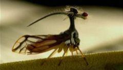 Hmyzí Vetřelci z Amazonie získali Velkou cenu Ekofilmu