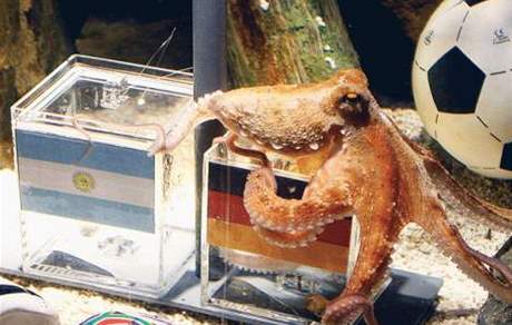 Zesnulá vtící chobotnice Paul, která správn odhadovala výsledky zápas loského mistrovství svta.