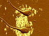 Detail dvojice spermi