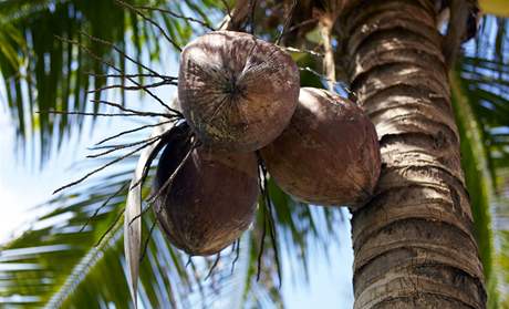 Kokosová palma - ilustraní foto.