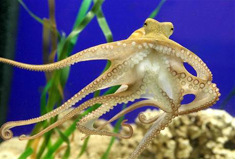 Nový Paul. V Německu se představil nástupce uhynulé věštecké chobotnice.