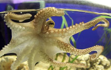 Nový Paul. V Německu se představil nástupce uhynulé věštecké chobotnice.