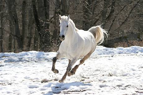 Bílý kůň - ilustrační foto.