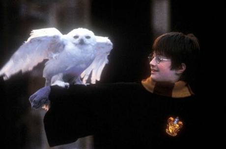 Harry Potter a jeho sova Hedvika.