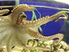 Nový Paul. V Nmecku se pedstavil nástupce uhynulé vtecké chobotnice.