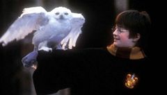 LKO: Sova Hedvika Harryho Pottera v kolotoi konzumu
