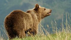 Na Slovensku zastelili potulnou medvdici, napadla lovka 