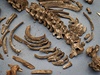 ást kostry dánského astronoma po vyjmutí z rakve