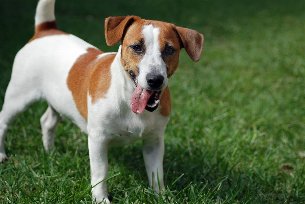 Jack Russell teriér - ilustra�ní foto.