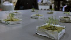 První ro�ník mezinárodního konopného veletrhu Cannafest Praha