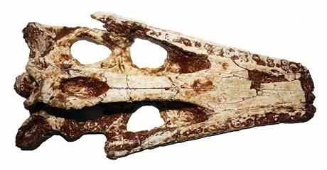 Lebka prehistorického krokodýla