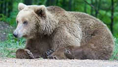 Medvěd hnědý (ilustrační foto) | na serveru Lidovky.cz | aktuální zprávy