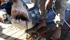 Žralok v Egyptě znovu útočil. V Rudém moři zabil německou turistku