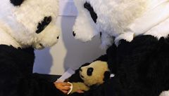 OBRAZEM: nt vdci zachrauj pandy v pevleku za pandy