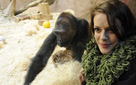 Gorila Moja oslavila 12. prosince v praské zoologické zahrad esté narozeniny