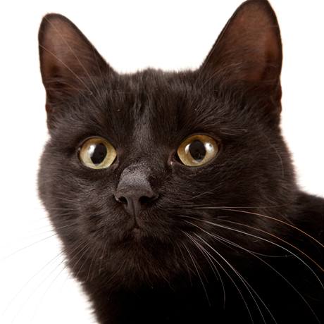 Černý kocour - ilustrační foto.