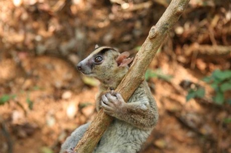 Nový druh lemura. Objeven byl na Madagaskaru, zatím nemá jméno