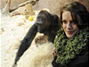 Gorila Moja oslavila 12. prosince v praské zoologické zahrad esté narozeniny