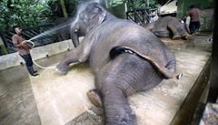 V indickém státu mění jídelníček chrámových slonů, jsou tlustí 