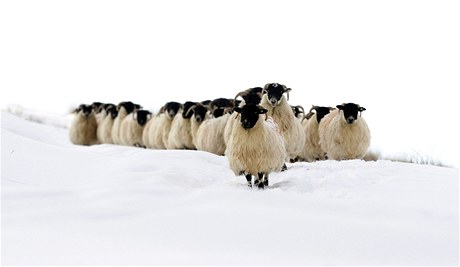 Ovce v zasnenm Severnm Irsku