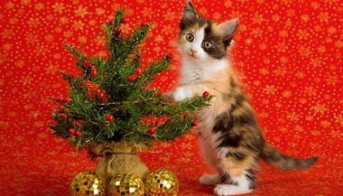 Kočka pod vánočním stromečkem.