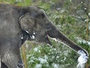 Sloni v berlínské zoo si uívají erstv napadaného snhu.
