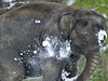 Sloni v berlínské zoo si uívají erstv napadaného snhu.