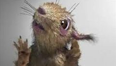 Rusy p�ed opilstvím varuje veverka v deliriu