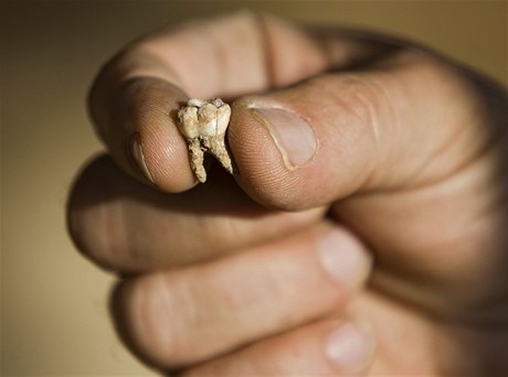 Zub z jeskyn v Izraeli