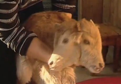 V Gruzii kráva porodila dvouhlavé tele, odmítá ho krmit | Video | Lidovky.cz
