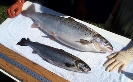 Srovnání bného a geneticky upraveného lososa