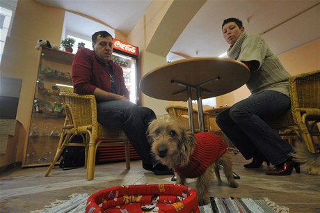 V Plzni oteveli psí kavárnu, údajn první v esku. Souástí je veterinární poradna a kadenictví