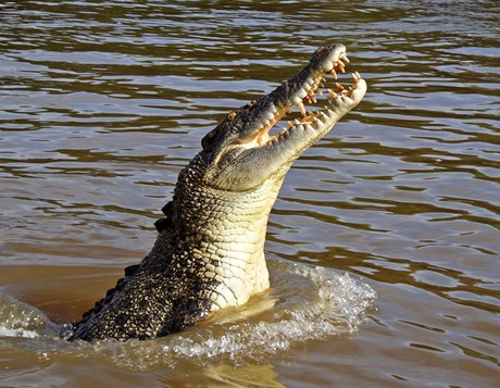 Krokodýl mořský (ilustrační foto)