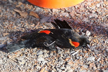 V USA zase popadaly k zemi stovky mrtvých pták, u podruhé bhem týdne.