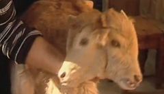 V Gruzii kráva porodila dvouhlavé tele, odmítá ho krmit