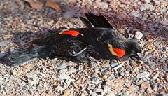 V USA zase popadaly k zemi stovky mrtvých pták, u podruhé bhem týdne.