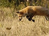 Liška na lovu