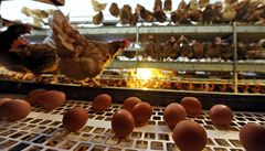 Ochrana eskch slepic zved raketov ceny vajec